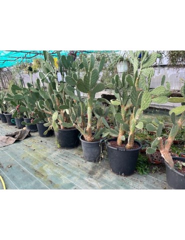 OPUNTIA tomentella grosse plante