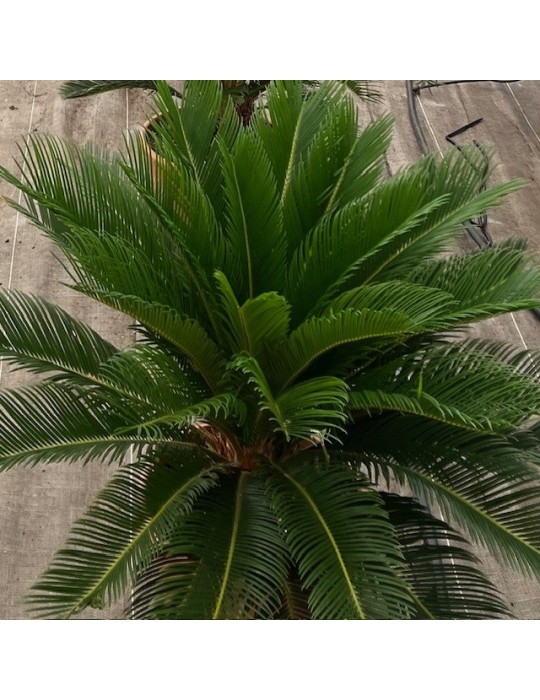CYCAS revoluta