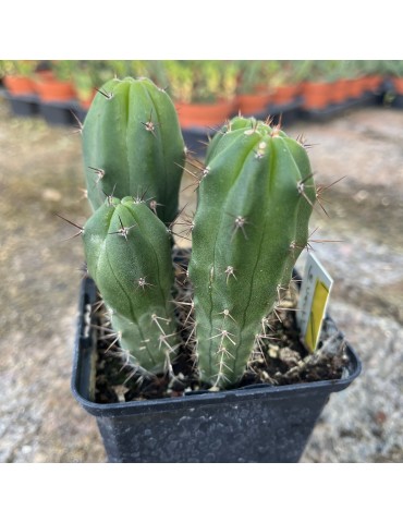 TRICHOCEREUS bridgesii