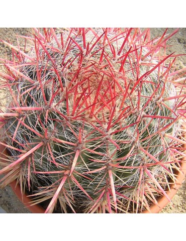 FEROCACTUS stainesii v. pilosus