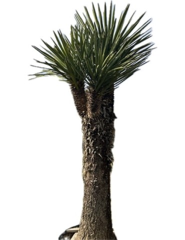 YUCCA filifera multi têtes grosse plante 2