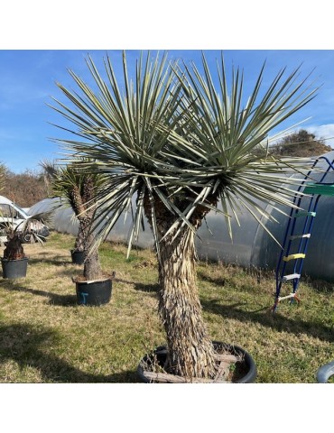 YUCCA rigida grosse plante