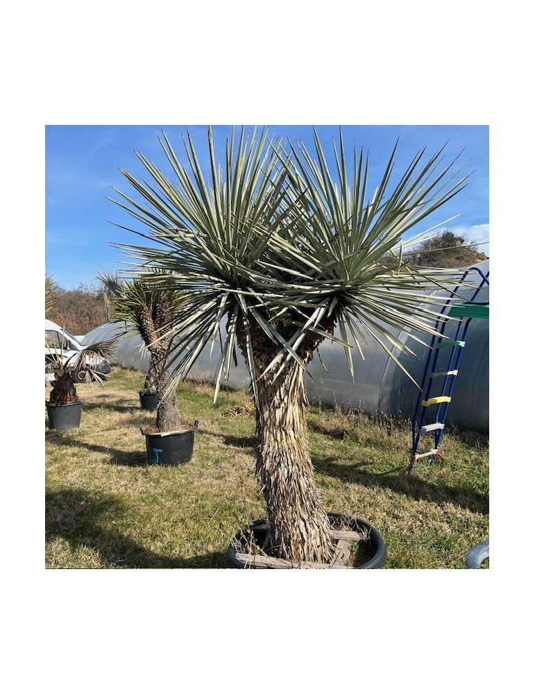 YUCCA rigida grosse plante