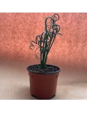 ALBUCA spiralis