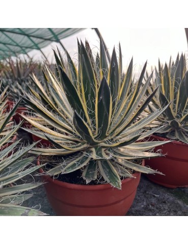 AGAVE schidigera "SHIRA ITO NO OHI" 2