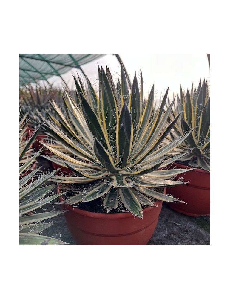 AGAVE schidigera "SHIRA ITO NO OHI"