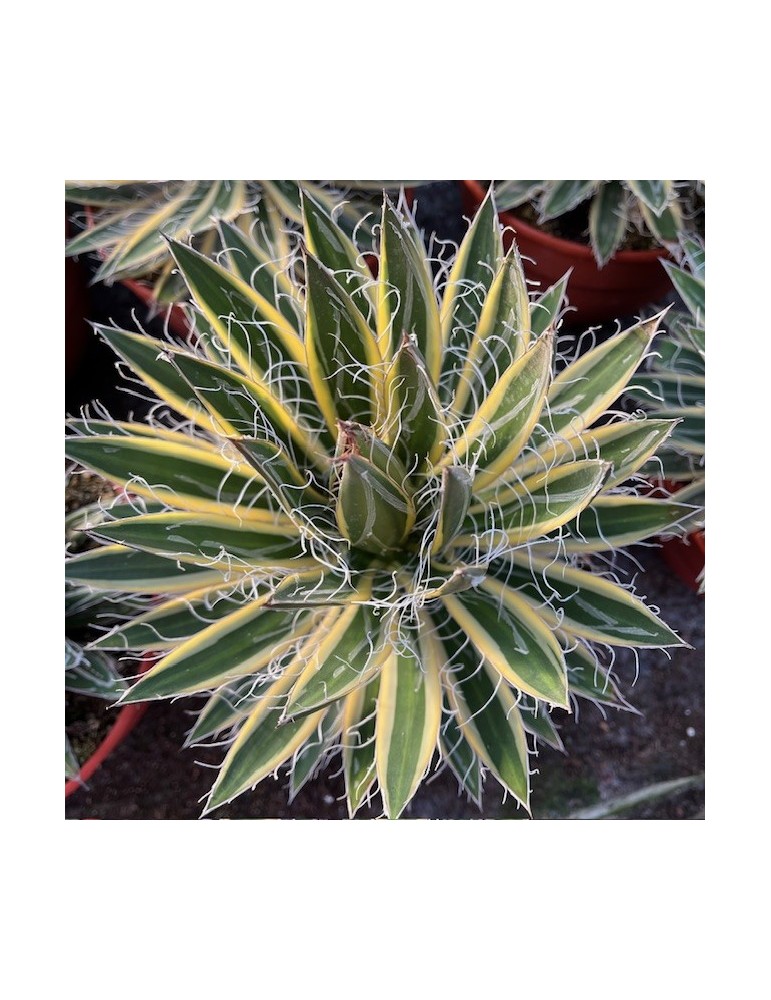 AGAVE schidigera "SHIRA ITO NO OHI"