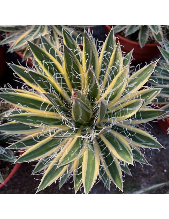 AGAVE schidigera "SHIRA ITO NO OHI"