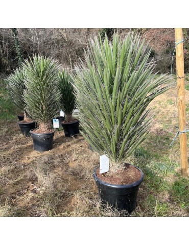 YUCCA filifera grosse plante