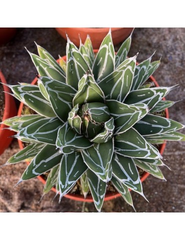 AGAVE victoria reginae