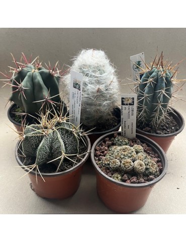 PACK 5 CACTUS P 9 CM