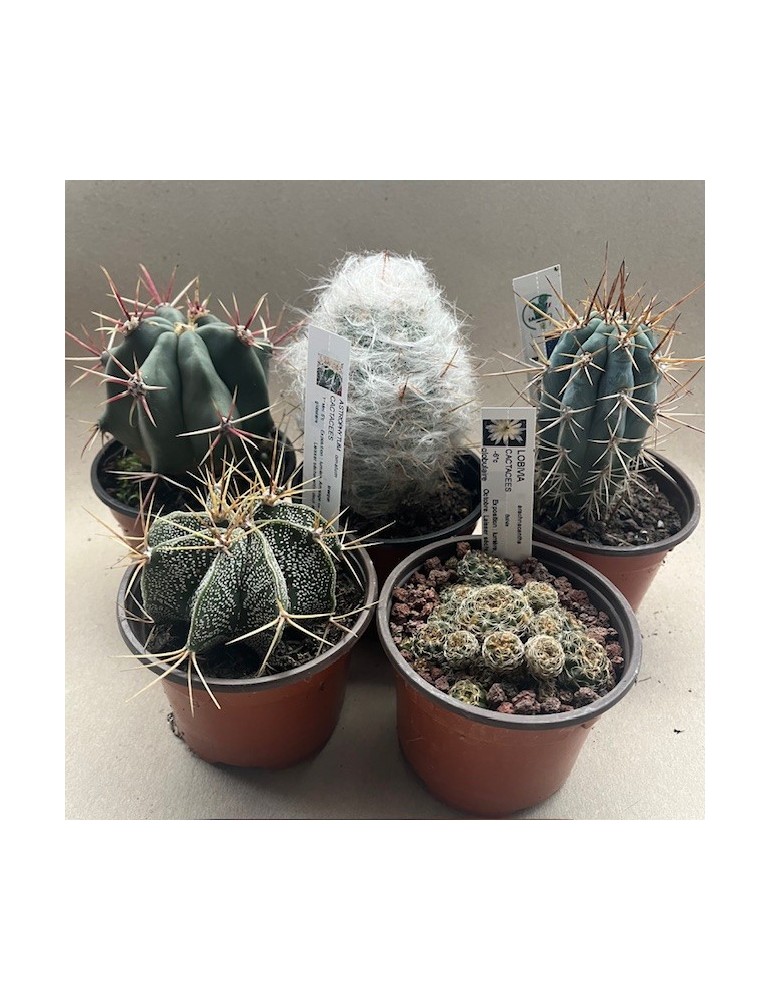 PACK 5 CACTUS P 9 CM