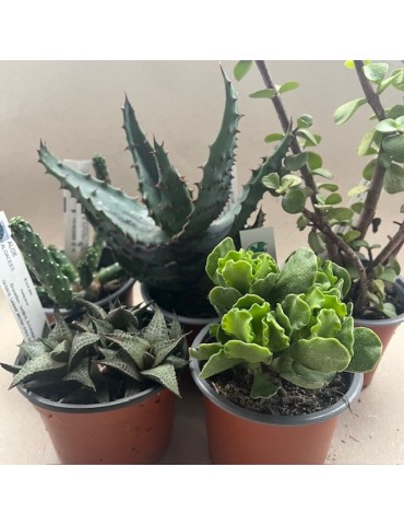 PACK 5 SUCCULENTES P 9 CM