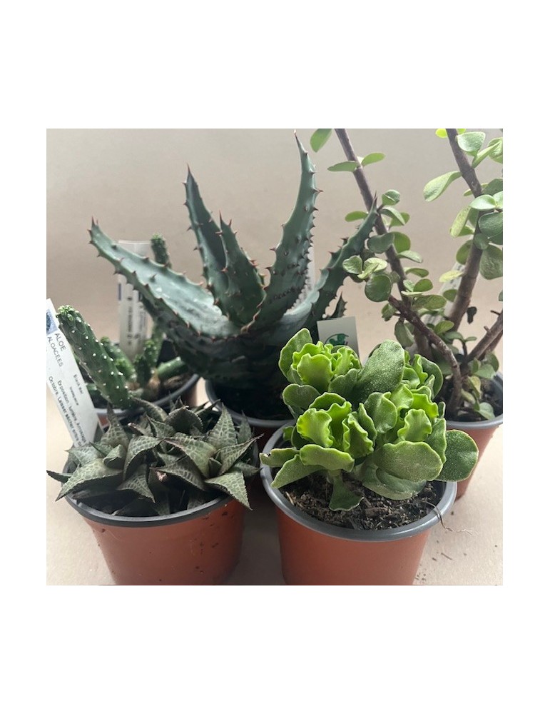 PACK 5 SUCCULENTES P 9 CM