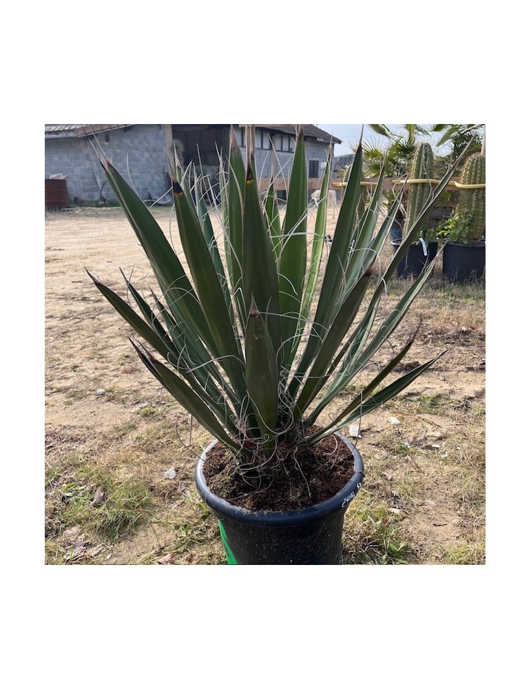 YUCCA faxoniana