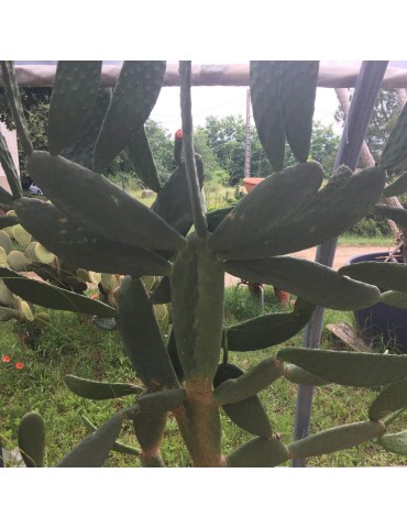 OPUNTIA tuna