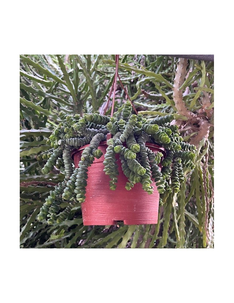 CRASSULA marnieriana "hottentot"