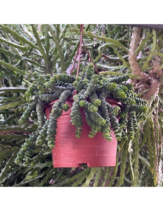 CRASSULA marnieriana "hottentot"