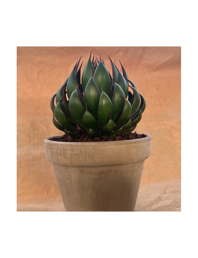 MANGAVE ® 'Praying Hands' PBR