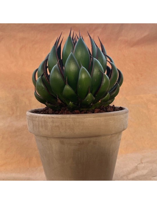 MANGAVE ® 'Praying Hands' PBR