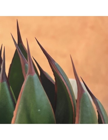 MANGAVE ® 'Praying Hands' PBR 2