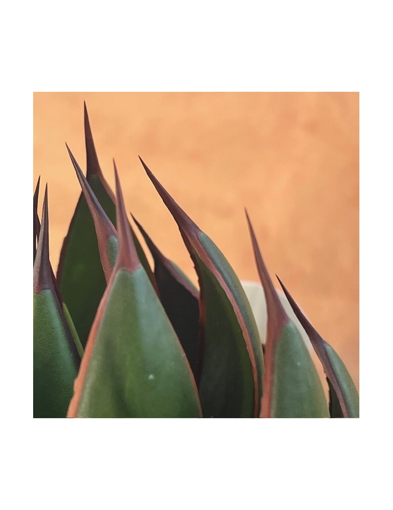 MANGAVE ® 'Praying Hands' PBR