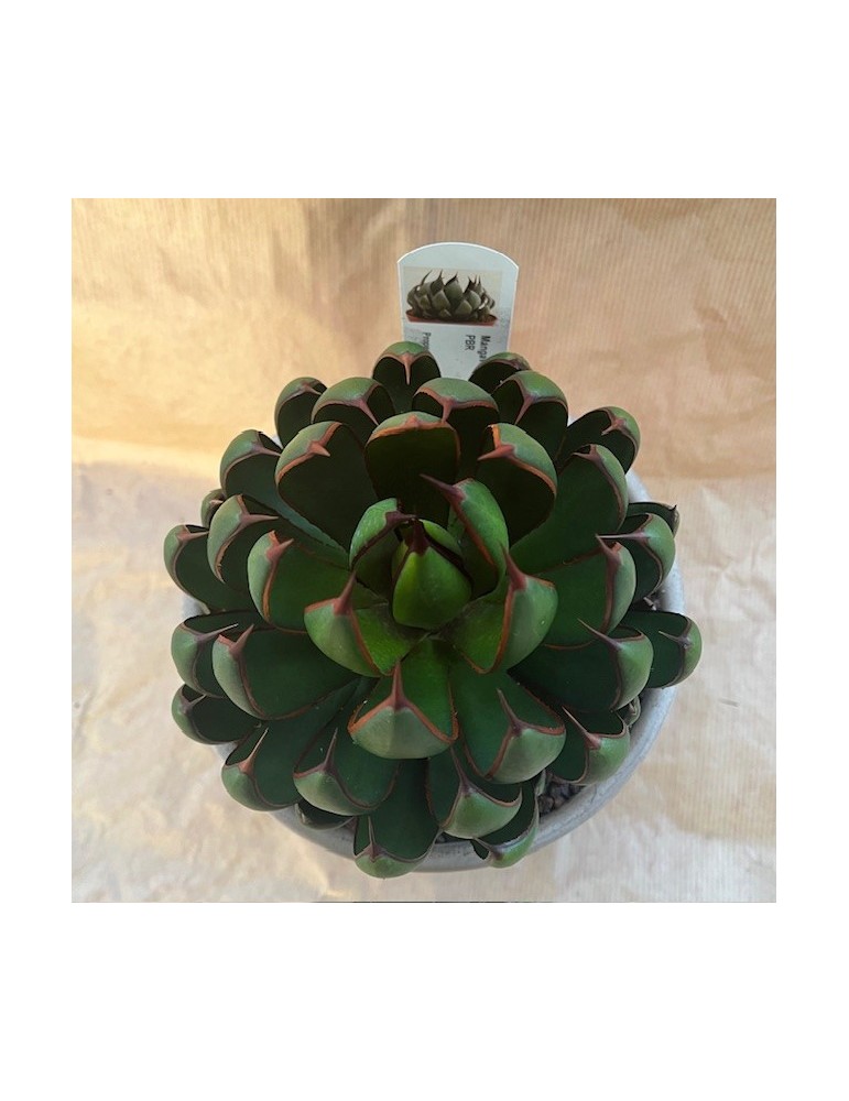 MANGAVE ® 'Praying Hands' PBR