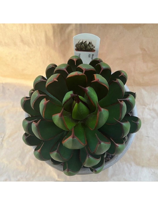 MANGAVE ® 'Praying Hands' PBR