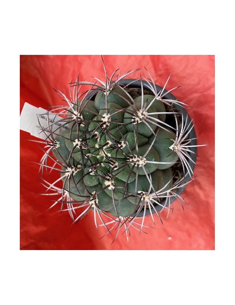 GYMNOCALYCIUM damsii GYMNOCALYCIUM damsii