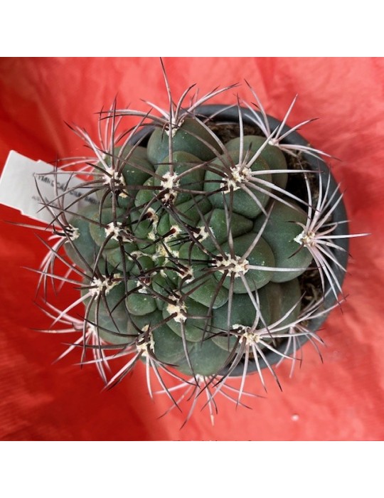 GYMNOCALYCIUM damsii GYMNOCALYCIUM damsii