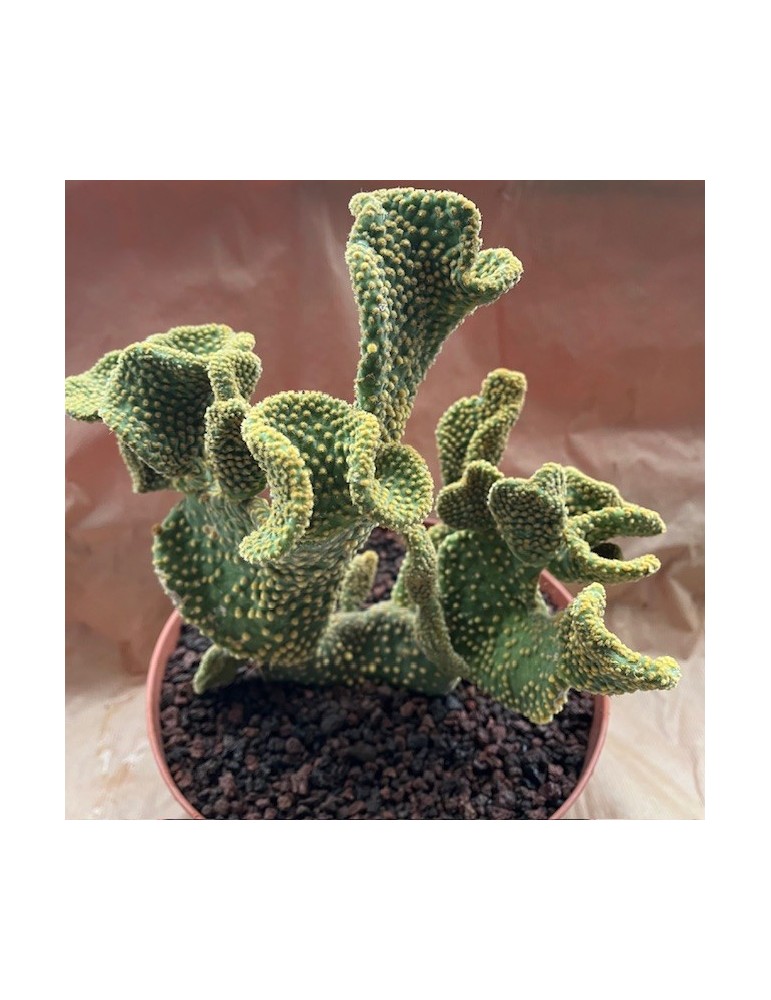 OPUNTIA microdasys f. cristata