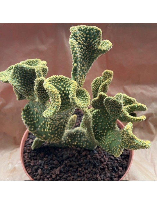 OPUNTIA microdasys f. cristata