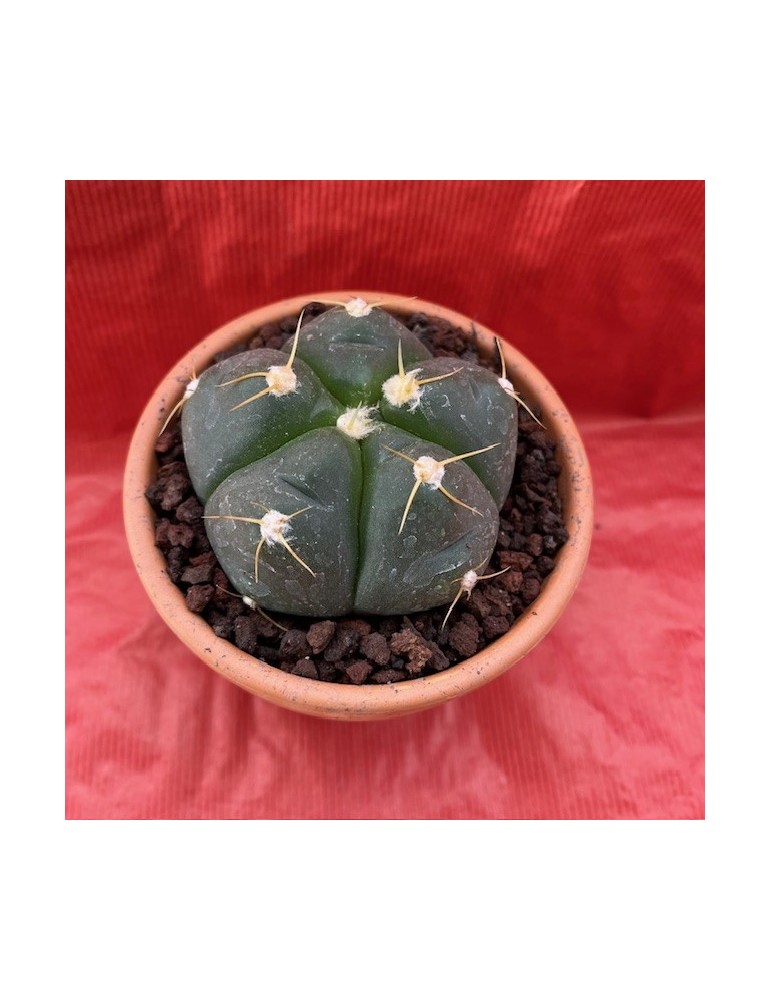 GYMNOCALYCIUM horstii GYMNOCALYCIUM horstii