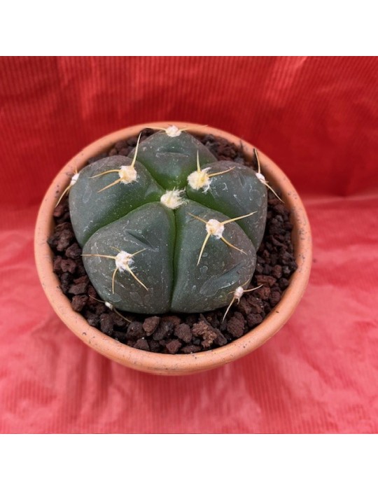 GYMNOCALYCIUM horstii GYMNOCALYCIUM horstii