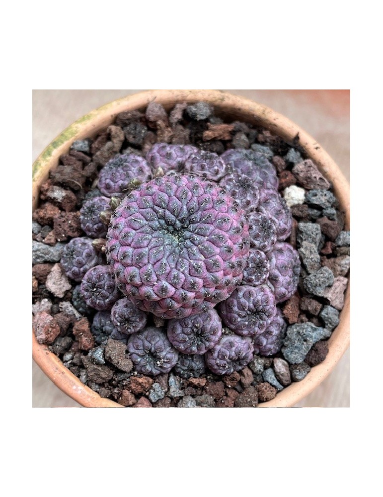 SULCOREBUTIA rauschii