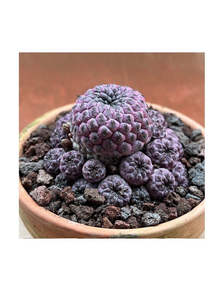 SULCOREBUTIA rauschii