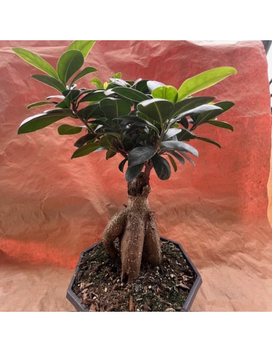 FICUS ginseng