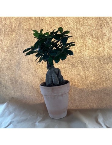 FICUS ginseng 2