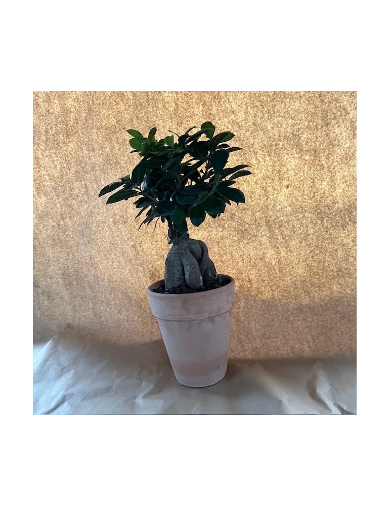 FICUS ginseng