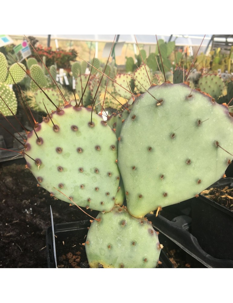 OPUNTIA santa rita