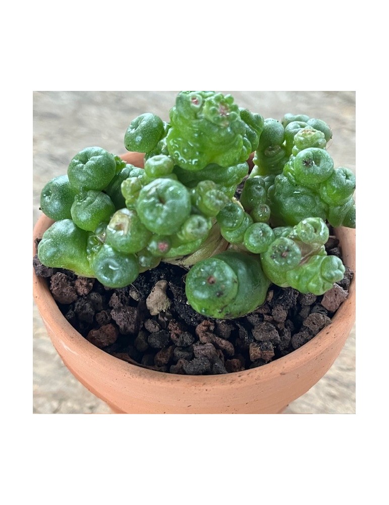 MAMMILLARIA bocasana Fred f. monstruosa