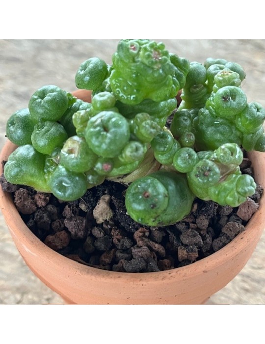 MAMMILLARIA bocasana Fred f. monstruosa