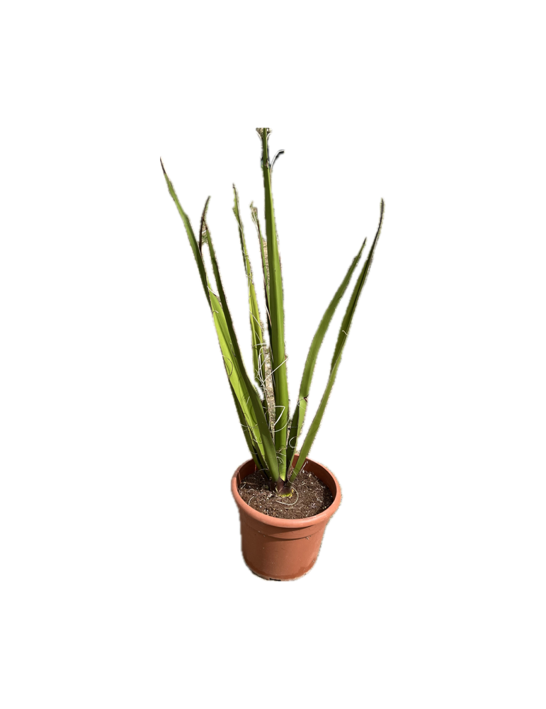 HESPERALOE funifera chiangii