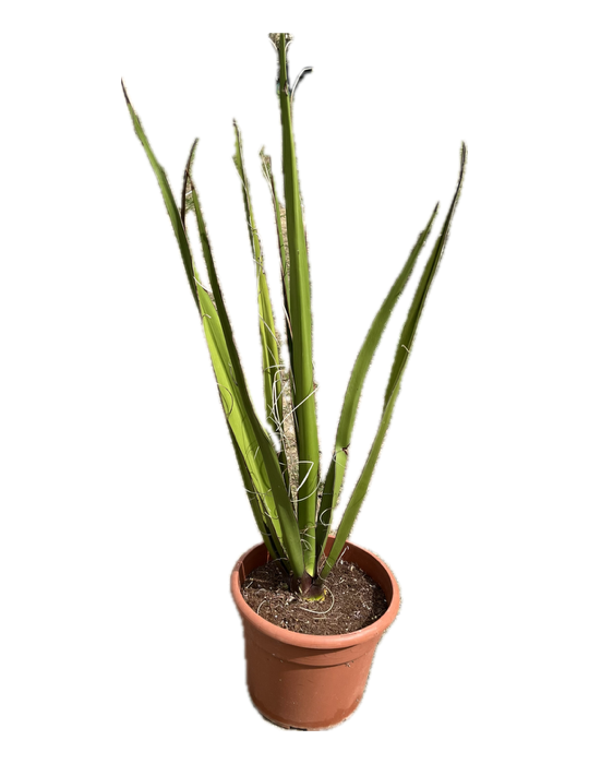 HESPERALOE funifera chiangii