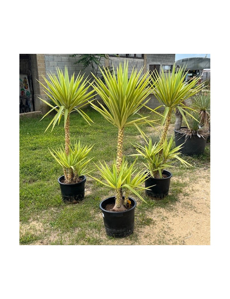 YUCCA elmila v. variegata