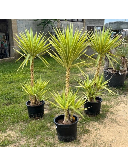 YUCCA elmila v. variegata