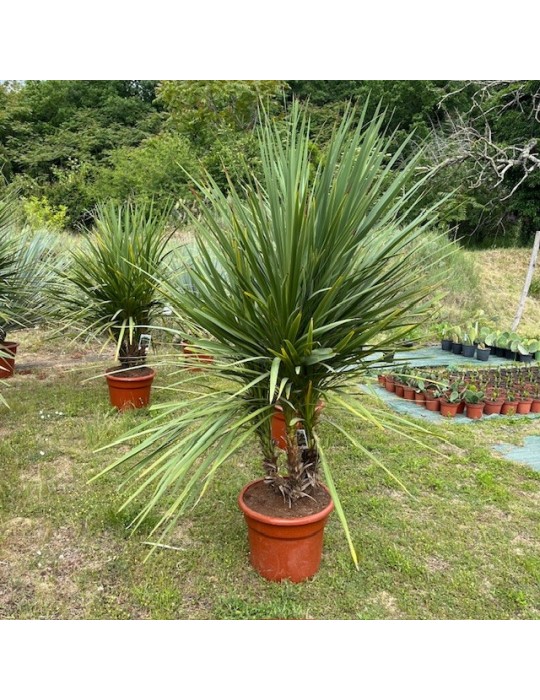 CORDYLINE indivisa
