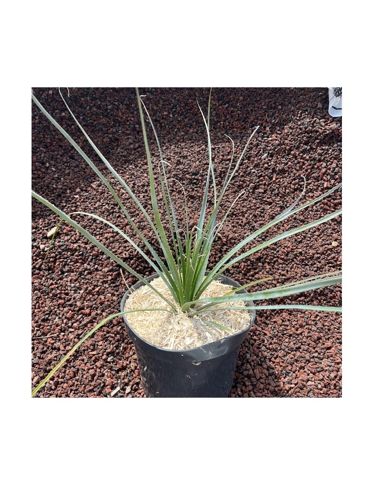 dasylirion glaucophyllum