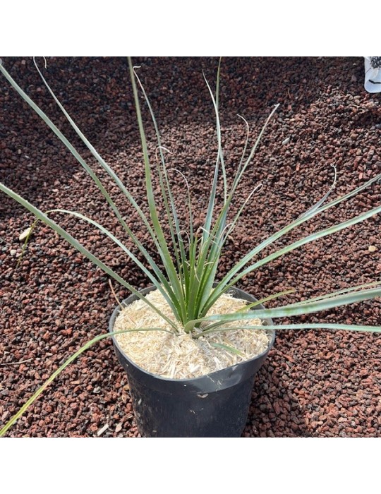 dasylirion glaucophyllum