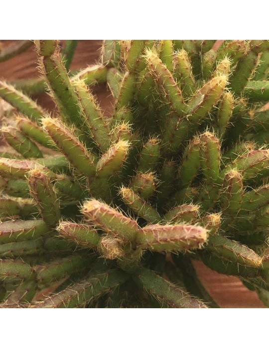 RHIPSALIS burchellii